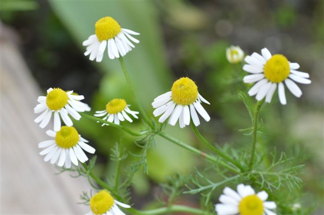 Matricaria chamomilla